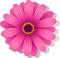 Fleurs, jardins et cadeaux